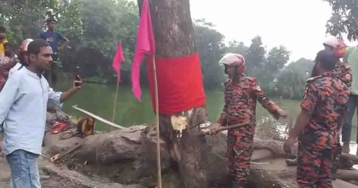 আখাউড়ায় সেই ‘অলৌকিক’ গাছ কেটে অপসারণ