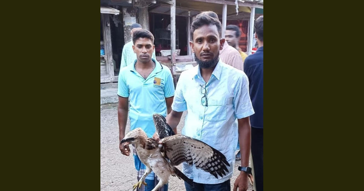 শরণখোলায় বিপন্ন তিলা নাগ ঈগল উদ্ধার