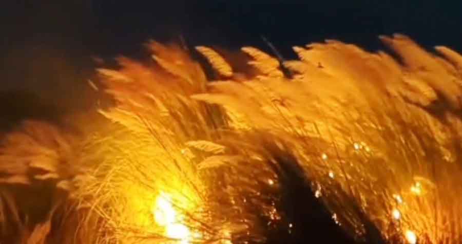 নেত্রকোনা বিশ্ববিদ্যালয়ের কাশবনে দুর্বৃত্তের আগুন