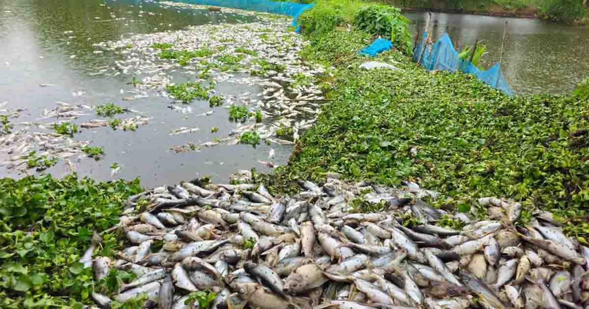 শ্রীপুরে পুকুরে বিষ প্রয়োগে ১৬ হাজার মাছ নিধন, ১২ লাখ টাকার ক্ষতি