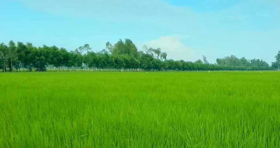 বিরামপুরে আমনের খেত এখন সবুজে সমারোহে ভরপুর