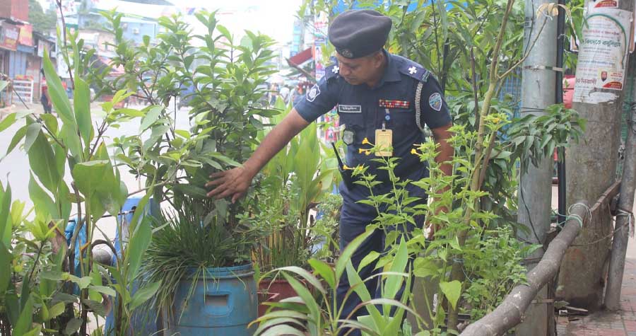 লক্ষ্মীপুরে চাকরির ফাঁকে টিআই সাইফ উদ্দিনের শখের বাগান