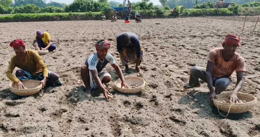 লোকসান পুষিয়ে নিতে নীলফামারীতে চলছে আগাম আলু রোপণ
