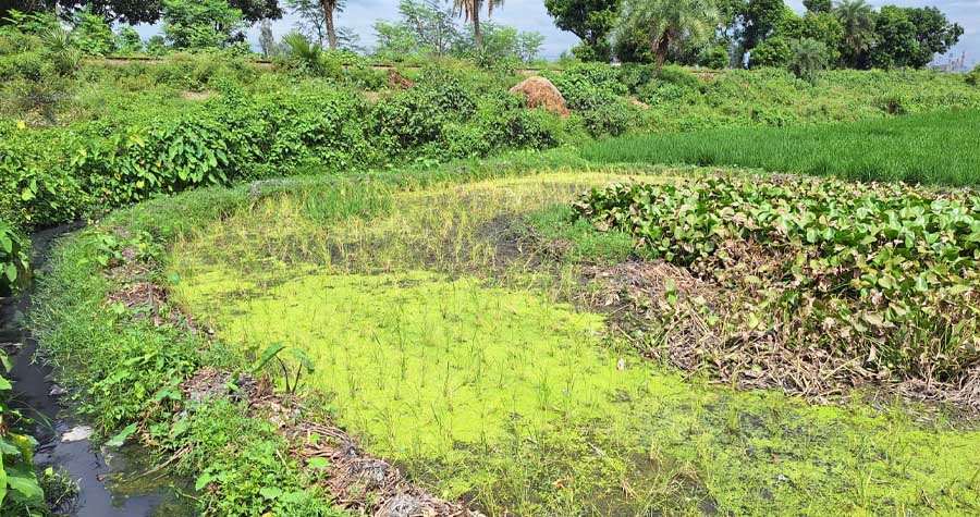 সান্তাহারে বর্জ্য পরিশোধনাগার ছাড়াই চলছে ১৪ অটোরাইস মিল