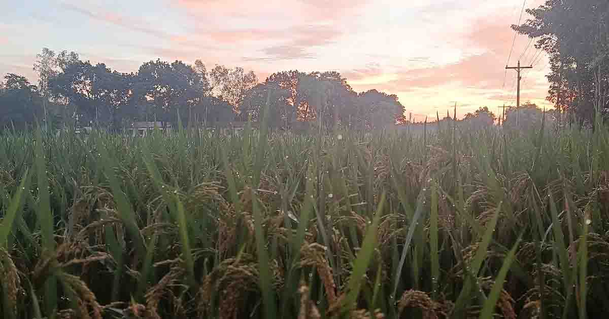 দিনে গরম, রাতে শীত,উত্তরে শীতের আগমনী বার্তা