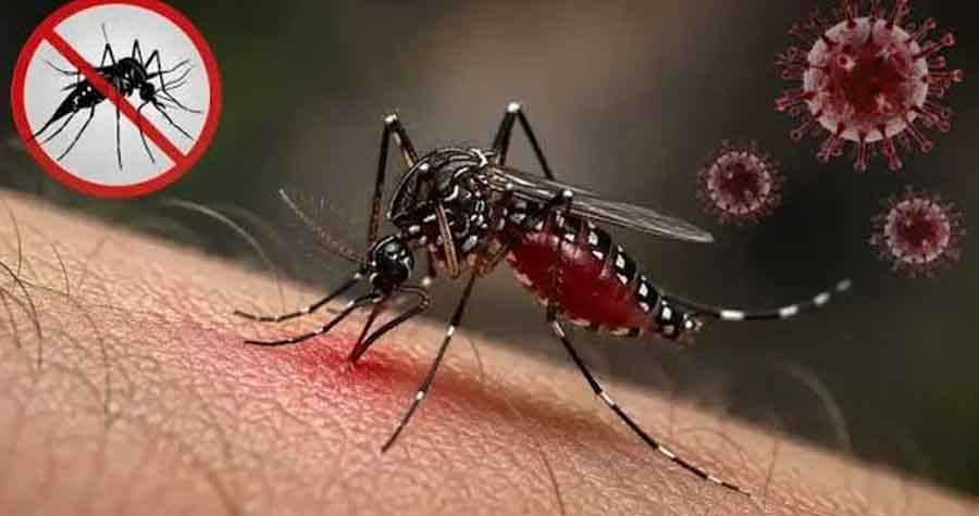আজও ডেঙ্গুতে ১০ জনের মৃত্যু, আক্রান্ত ১৯৯৬