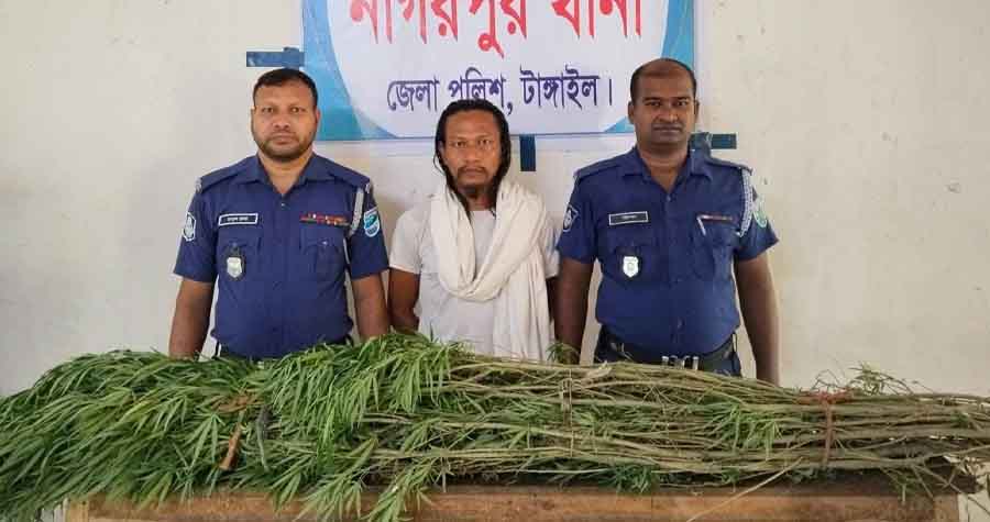 নাগরপুরে ৫টি তাজা গাঁজার গাছসহ মাদক ব্যবসায়ী প্রেপ্তার