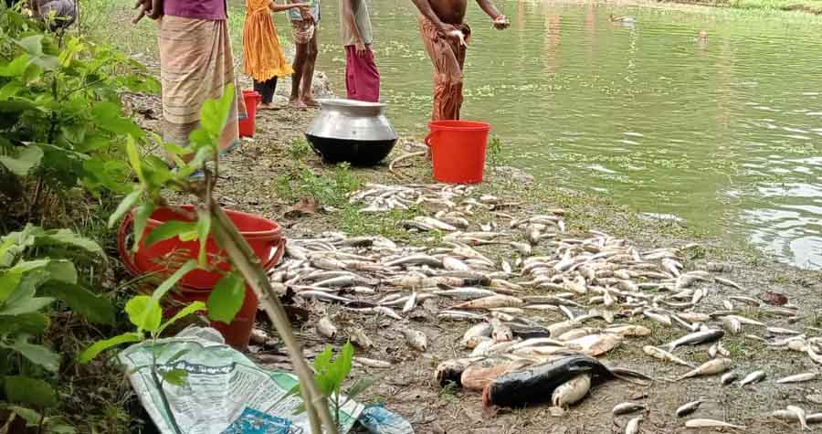 পূর্বশত্রুতার জেরে পীরগাছায় পুকুরে বিষ প্রয়োগ করে ১৫ মণ মাছ নিধন